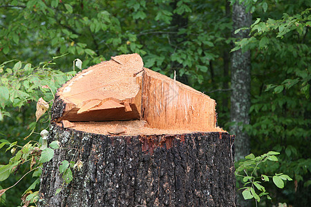 紧贴着一棵树上被砍碎的树木资源森林生态树桩植被阳光破坏绿色环境水平图片