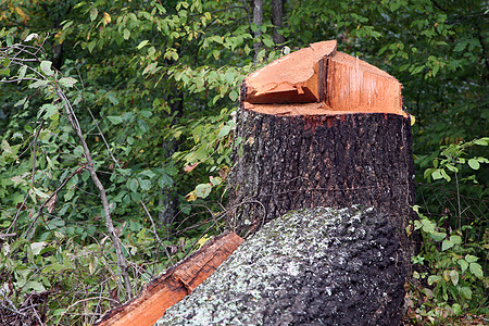 紧贴着一棵树上被砍碎的树木木头木材绿色资源森林风景环境树桩树干活力图片