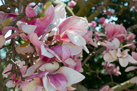粉红郁金树花背景图片