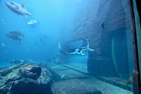 曼塔雷海洋蓝色动物荒野野生动物射线热带水族馆图片