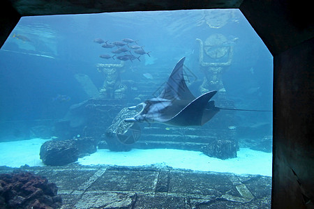 曼塔雷野生动物荒野射线动物蓝色水族馆海洋热带图片