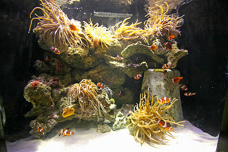 小丑鱼珊瑚动物群热带荒野植物盐水海洋野生动物动物橙子图片