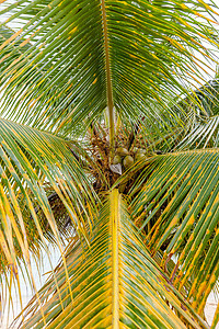 甜椰子树团体生长假期花园植物群情调热带蔬菜树干植物图片