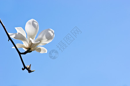 美丽的马格诺利亚树花朵季节乔木特写天空百合线条园艺花园小路镜头图片