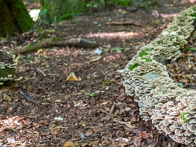 堆积着苔覆盖的白蘑菇树桩日志苔藓杯子殖民地植物植物群分解者团体菌类图片