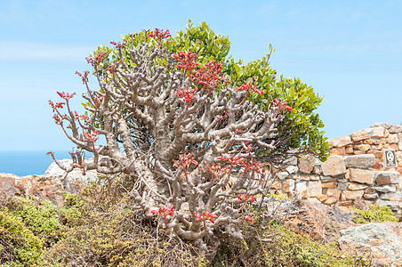 植物火花或黄油树的花朵 Tylecordon恐慌图片