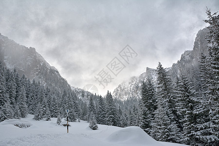 寒冷的白天 山中温冬树 满是清雪薄雾旅行蓝色暴风雪季节高地环境太阳天空远足图片