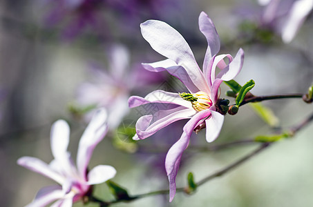 美丽的马格诺利亚树花朵花粉花瓣玉兰紫色特写脆弱性乔木线条小路百合图片