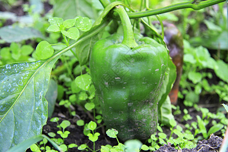 绿甜辣椒在床上生长农场绿色叶子蔬菜食物收成胡椒红色季节树叶图片