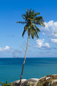 椰子树天空阳光植物太阳海洋棕榈海景旅行风景蓝色海岸线图片