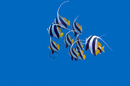 热带海洋 水下和水下浅海大旗鱼的水域潜水情调蓝色海景阳光荒野学校动物异国浅滩图片
