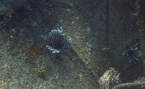 彼得鲁瓦伏地人水族馆潜水旅行动物珊瑚毒液岩石潜水员生活翼龙图片