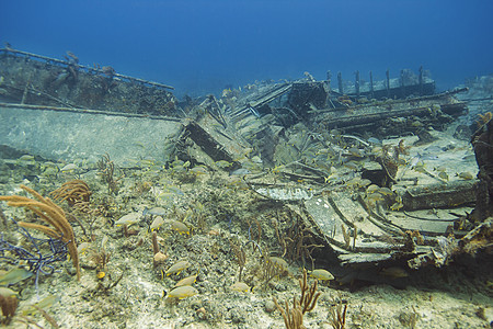 沉船生态系统图片