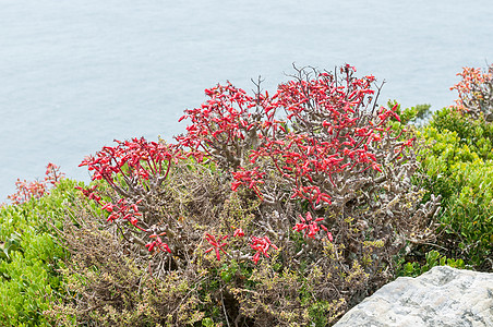 植物火花或黄油树的鲜花图片