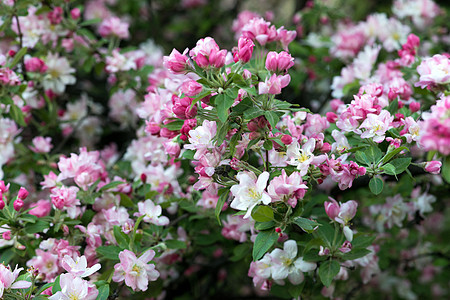 苹果树花叶子白色粉色植物图片