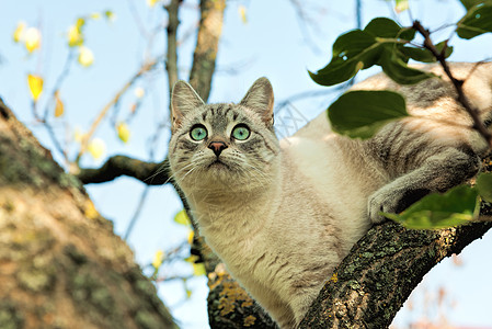 小猎人图片