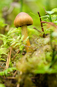 蘑菇场地苔藓地面墨水团体植物生长树木植物群荒野图片