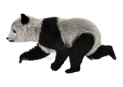 大熊猫幼崽荒野跑步动物白色濒危动物园毛皮幼兽熊猫野生动物图片
