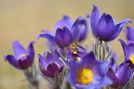 普尔萨西利亚荒野叶子草本植物专利权雌蕊野花植物群植物宏观紫色图片