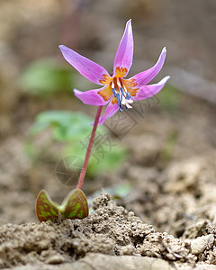 狗牙紫植物学场地公园野花植物森林花瓣叶子园艺犬齿图片