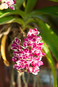 红色兰花白色黑色植物群植物叶子花瓣热带图片