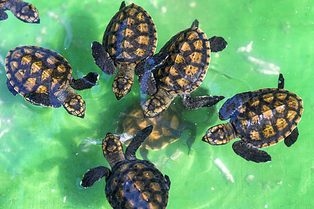 绿海龟宝宝海洋婴儿新生热带乌龟宏观野生动物爬虫荒野动物图片
