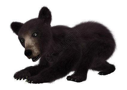 黑熊幼崽捕食者食肉白色荒野黑色幼兽哺乳动物动物背景图片