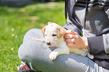 混血的可爱小狗在大腿上草地院子收养哺乳动物伴侣混种朋友公园婴儿拥抱图片