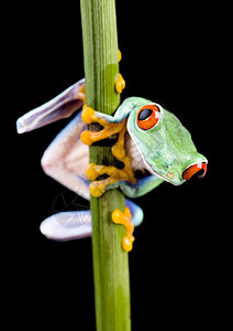 在多彩背景上的树青蛙窗帘水仙花动物好奇心宠物丛林绿色宏观树蛙热带图片