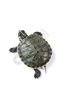 海龟 乌龟 异族自然音调概念甲壳小路生物游泳爬虫庇护所宠物动物跑步海洋图片