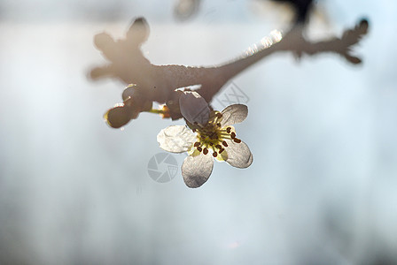 梅花植被日出花瓣花园李子红色公园花朵太阳植物背景图片