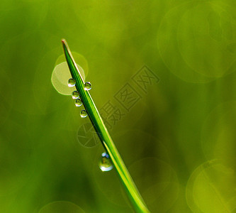 日出时草叶上的早露露日落薄雾晴天阳光液体水滴环境雨滴植物生长图片