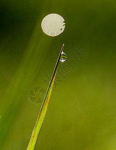 日出时草叶上的早露露雨滴晴天活力叶子阳光太阳液体绿色薄雾植物图片