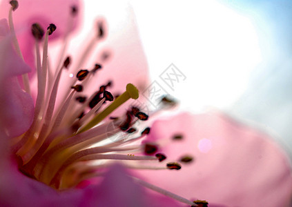 美丽的微妙颜色 花纹 宏观太阳香味植物花瓣植物群背景橙子香气花粉植物学图片