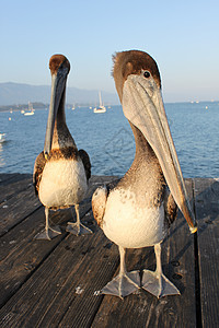 加利福尼亚佩利坎人荒野水鸟景点海鸟鸟类码头动物棕色羽毛野生动物图片