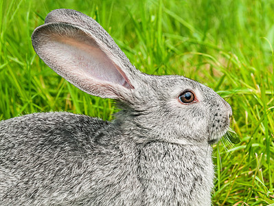 兔子坐在草地上 笑着看镜头野生动物耳朵哺乳动物毛皮婴儿眼睛太阳牙齿野兔动物图片