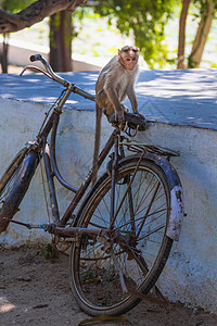 猴子野生动物石头哺乳动物动物狨猴灵长类猿猴自行车黑猩猩图片