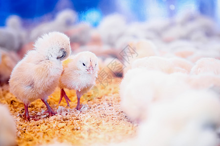 农场孵化器或养鸡棚中的小鸡动物家畜国家鸡舍家禽牧场母鸡农田农村图片