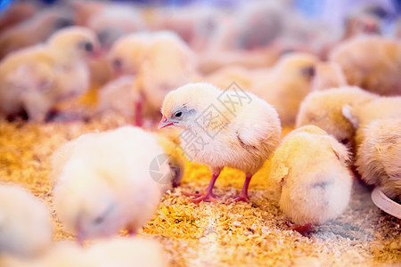 农场孵化器或养鸡棚中的小鸡农村牧场动物家畜母鸡鸡舍家禽农田国家图片