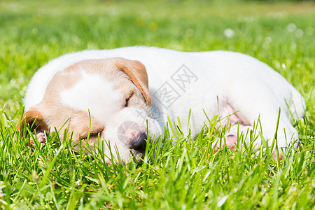 混血可爱的小狗在草地上花园公园朋友宠物哺乳动物毛皮混种院子头发婴儿图片
