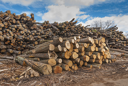 木材原木堆燃料烧伤林业活力贮存树干壁炉日志库存环境图片
