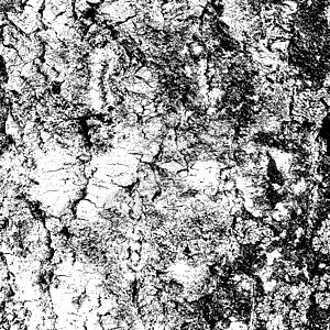 裂缝纹理中的白桦树皮 矢量图果皮样本墙纸宏观生态装饰品树干松树材料硬木图片