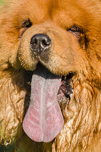 周周狗肖像长发舌头棕色狮子松狮食物哺乳动物犬类宠物图片
