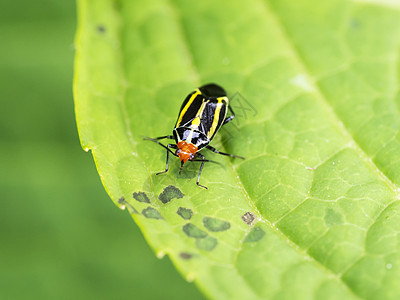 美丽的甲虫环境动物学动物群捕食者天线害虫植物群动物昆虫盾虫图片