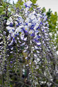 Wisteria(维西西娅罪过)图片