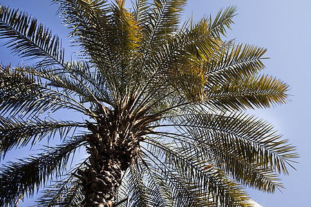 伊朗的绿棕榈树椰子绿色热带棕榈树叶情调蓝色异国天空图片