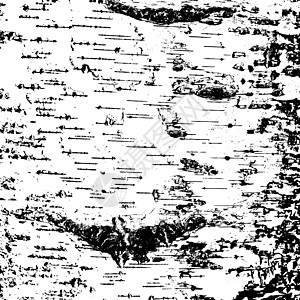 裂缝纹理中的白桦树皮 矢量图木材果皮条纹植物树干木头皮层桦木生态装饰品图片