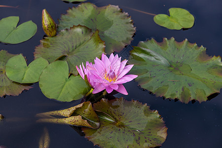 粉色莲花花花或水百合花花公园植物群漂浮荷花反射睡莲花瓣水池植物学花园图片