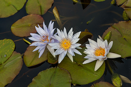 白莲花花或水百合花植物群反射花瓣公园荷花池塘水池花园植物睡莲图片