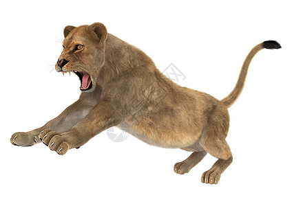女狮子捕食者白色食肉哺乳动物母狮动物猫科荒野野生动物女性图片